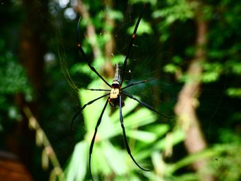 Close-up of insect on web