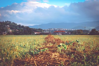 Scenic view of field against sky