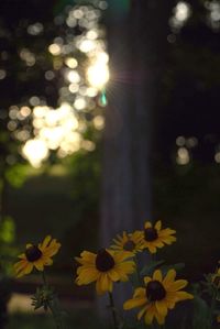 Close-up of yellow flower