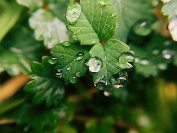 Close-up of wet plant leaves during rainy season