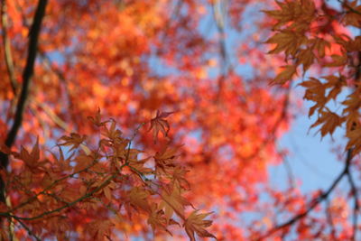Low angle view of maple tree