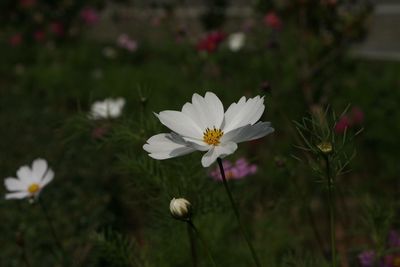 Close-up of fresh white flowers blooming outdoors