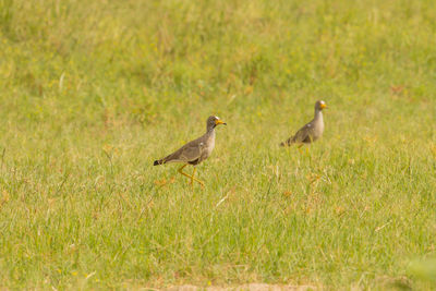 View of birds on grass