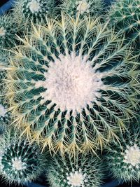 Close-up of cactus