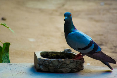 Close-up of parrot perching on table