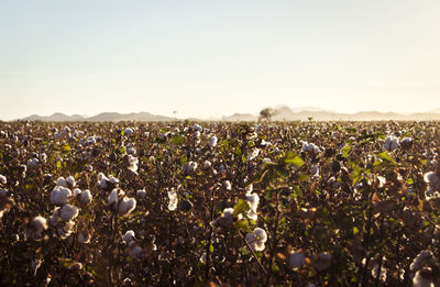 Close-up of flowers growing in field against sky