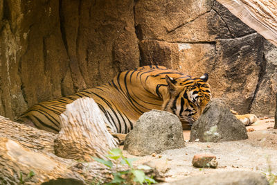 View of cat in zoo