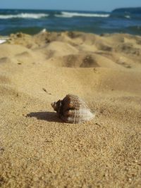 Close-up of shell on beach