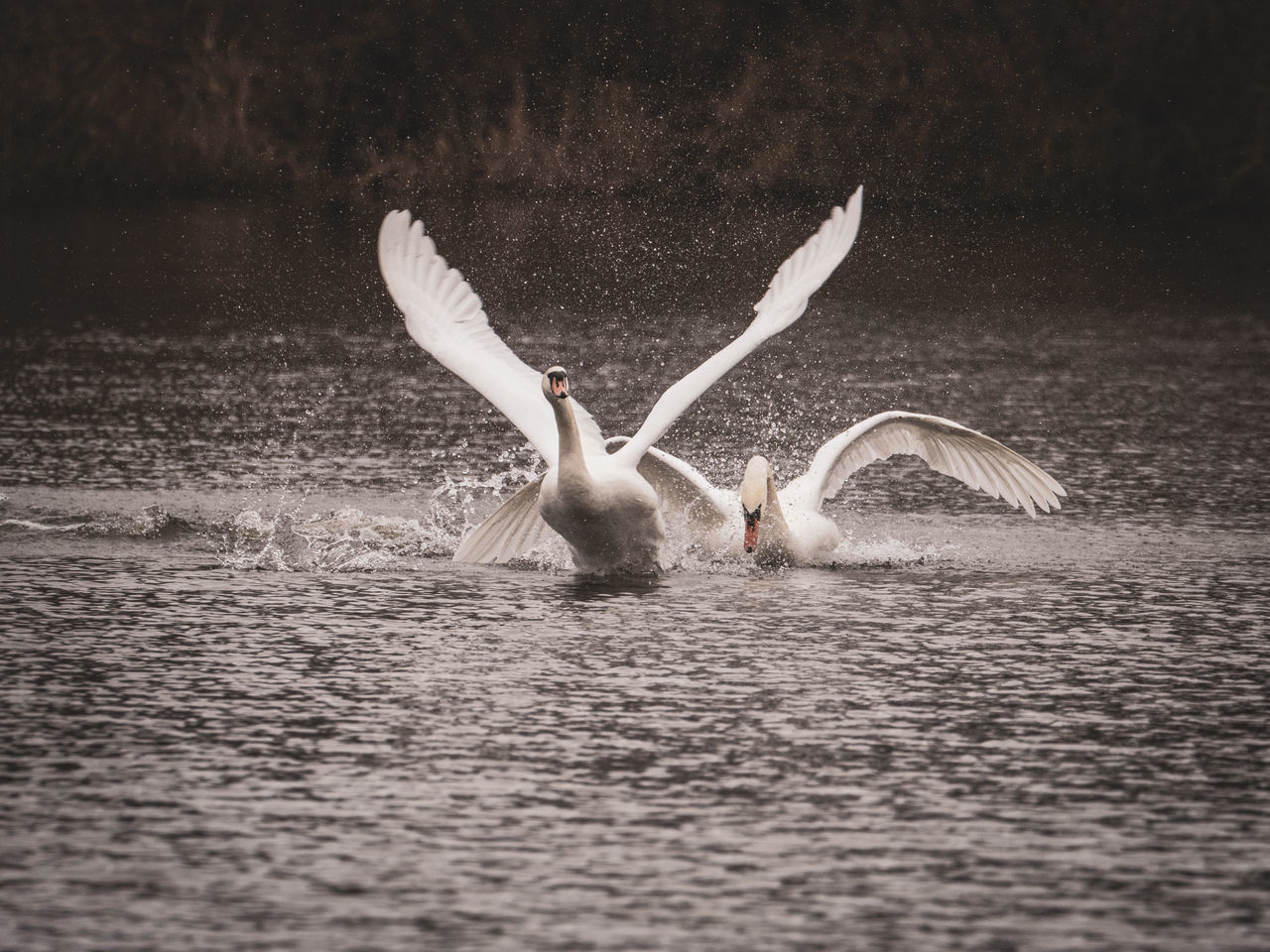 VIEW OF SWAN FLYING OVER LAKE