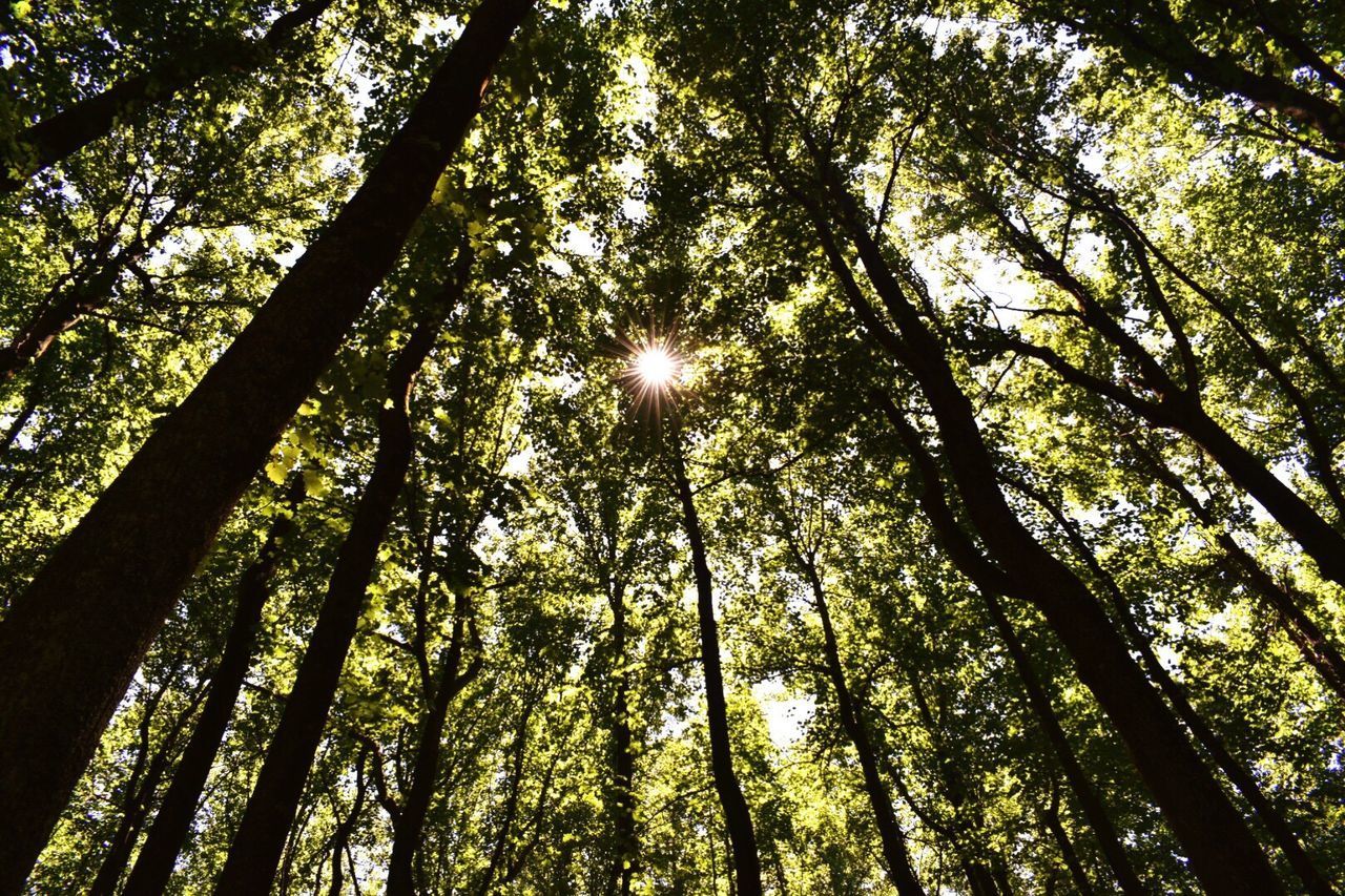 LOW ANGLE VIEW OF TREES AGAINST SKY