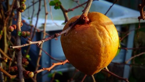 Close-up of apple on tree