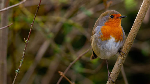 Close-up of bird perching on branch
