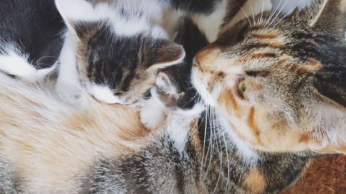 High angle view of cat sleeping