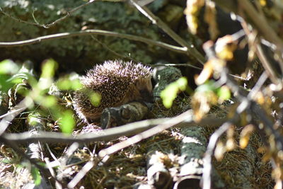 Close-up of bumblebee on tree