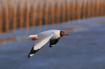 Close-up of bird flying over sea