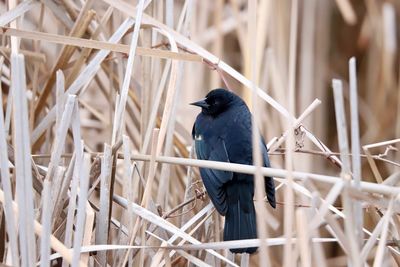 Bird perching on a plant