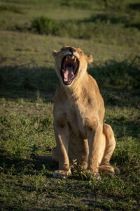 Lioness sits on short grass yawning widely