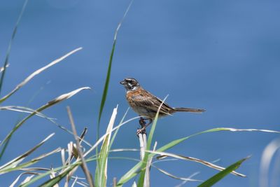 Close-up of bird perching on plant