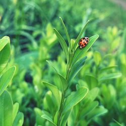 Close-up of ladybug on leaf