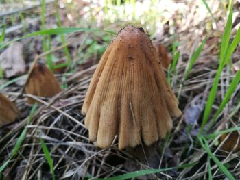 Close-up of mushroom on field