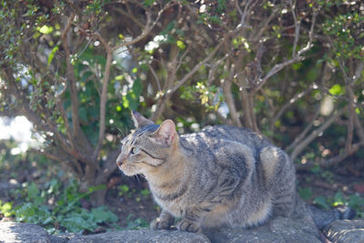 Squirrel on tree trunk