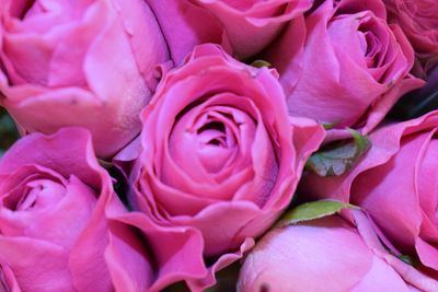 Close-up of pink roses