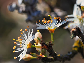 Close-up of white flowering plant