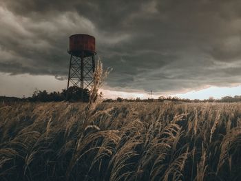 Plants on field against sky