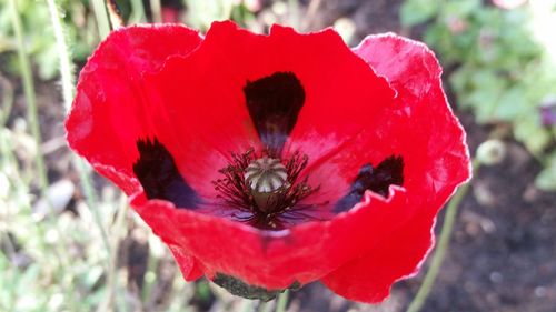 Close-up of red flower