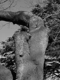 Close-up of owl perching on tree