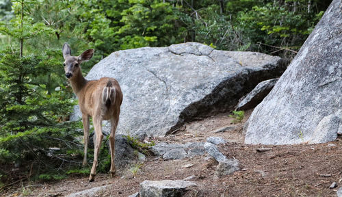 Horse standing on rock