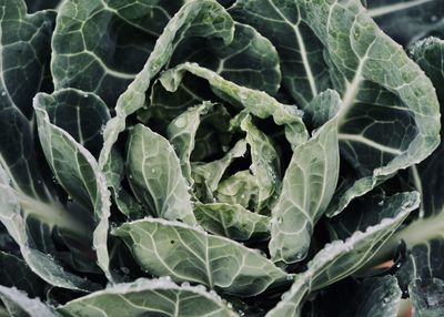 Close-up of fresh green plants