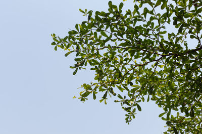 Low angle view of tree against clear sky