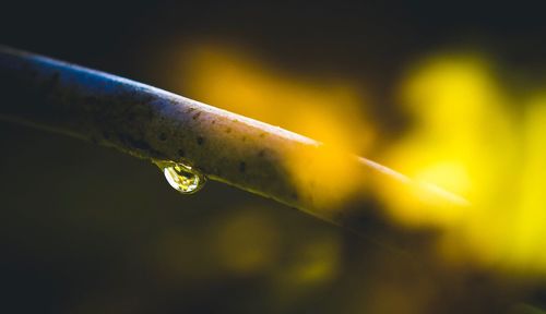 Close-up of water drops on leaf