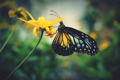 Close-up of butterfly pollinating on yellow flower