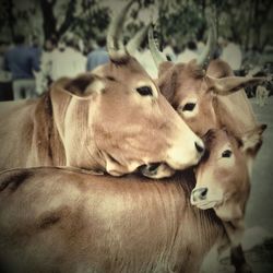 Close-up of goat