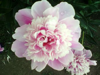 Close-up of pink flower