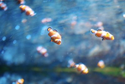 Close-up of fish swimming in sea