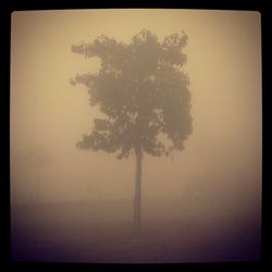 Silhouette tree in forest against sky