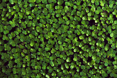 Full frame shot of green leaves