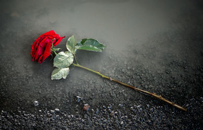 High angle view of roses on rose plant