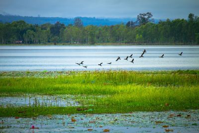 Birds in a lake