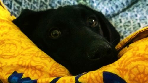 Close-up portrait of a dog