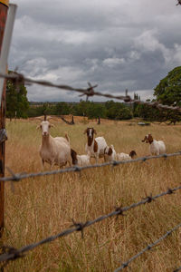 Flock of sheep