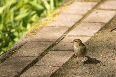 High angle view of bird perching on footpath