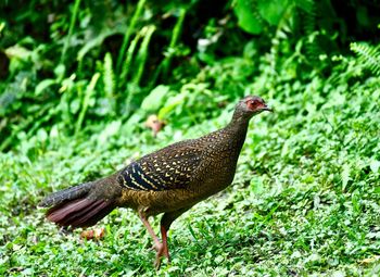 Close-up of a bird on field