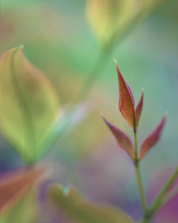 Close-up of flower