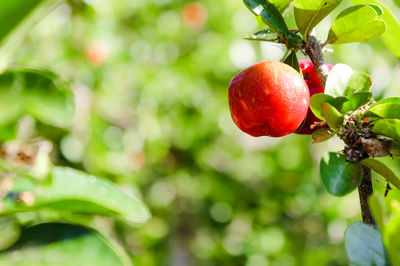 Close-up of red berries growing on tree