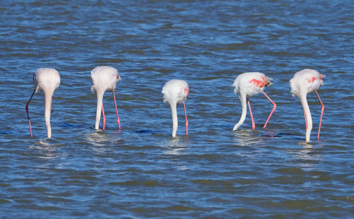 View of birds in sea