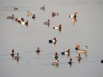 High angle view of ducks swimming in lake